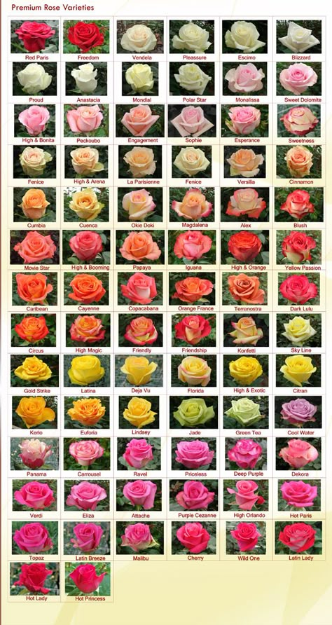 Rose Varieties - RAINFOREST FARMS & BOUQUETS                                                                                                                                                                                 More Varieties Of Roses, Flower Charts, Roses Varieties, Rose Reference, Rose Farm, Flower Chart, Rose Varieties, Different Types Of Flowers, Flower Guide