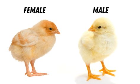 Chicken Male Or Female, Isa Brown Chicken, Chicken Names Hens, Hen Vs Rooster Chicks, How To Tell Male And Female Chicks, Polish Rooster, Rooster Vs Hen, Hen Or Rooster, Silkie Hens Vs Roosters