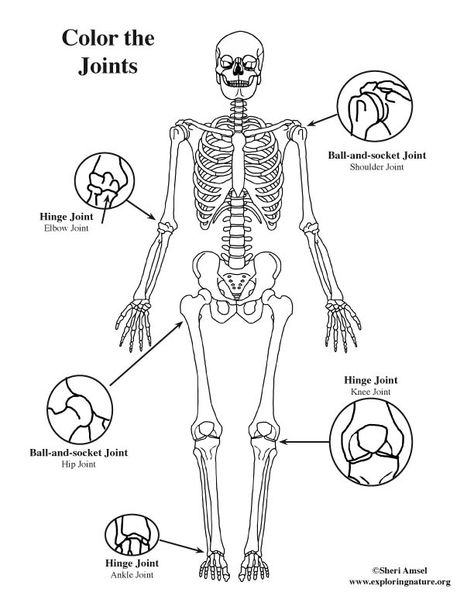 Human Body Crafts, Free Human Body, Human Body Science, Elementary Curriculum, Human Body Unit, Basic Anatomy And Physiology, 6th Grade Reading, 6th Grade Science, Body Joints