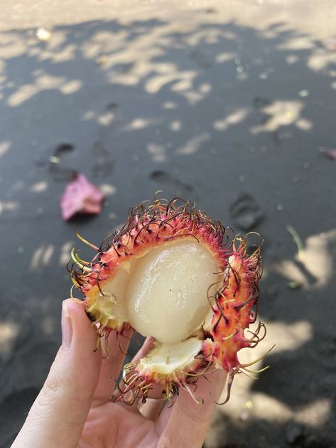 Rambutan fruit, costa rica, tropical fruit, beach, Jaco, Playa hermose, hairy fruit, sweet fruit, cool fruit, type of fruit Rambutan Fruit, Soul Food Dinner, Sweet Fruit, Types Of Fruit, Costa Rica Travel, Island Vibes, Jaco, Money And Happiness, Tropical Fruit