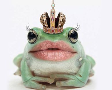 Funny Frog Pictures, Frog Princess, Frog Pictures, Love List, Funny Frogs, Frog Art, A Frog, Frog And Toad, Cute Frogs