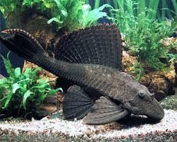 Excellent Freshwater Algae Eaters in Aquariums: Salfin Pleco