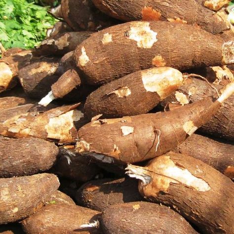 Cassava Farming, Fruit Snack Ideas, Cassava Plant, Fruit Planting, Planting Fruit, Desserts Fruit, Recipes Fruit, Apple Picture, Fruit Fruit