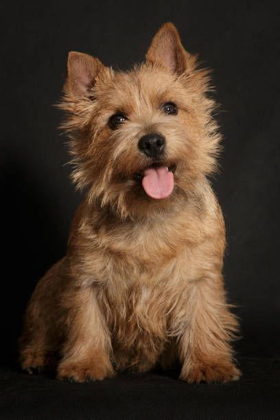 117 Norwich Terrier Stock Photos, Pictures & Royalty-Free Images - iStock Norwich Terrier Puppy, Animals Reference, Scottie Puppies, Small Terrier, English Dogs, People Portraits, Norfolk Terrier, Norwich Terrier, Drawing Animals