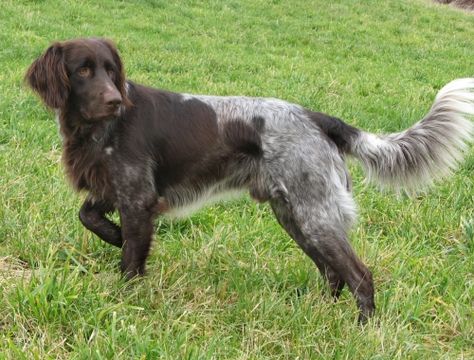 Long Haired Pointer, German Longhaired Pointer Puppy, German Long Haired Pointer, German Pointer Dog, German Shorthaired Pointer Black, German Longhaired Pointer, German Pointer, Dog Types, Puppy Fever