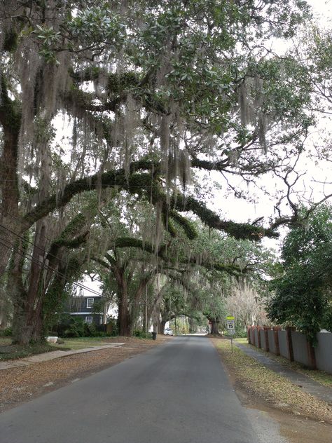 Covington, Louisiana. Covington Louisiana, Louisiana Woman, Louisiana Plantations, Lake Pontchartrain, Louisiana Cajun, Louisiana Homes, Steel Magnolias, Traffic Lights, Live Oak