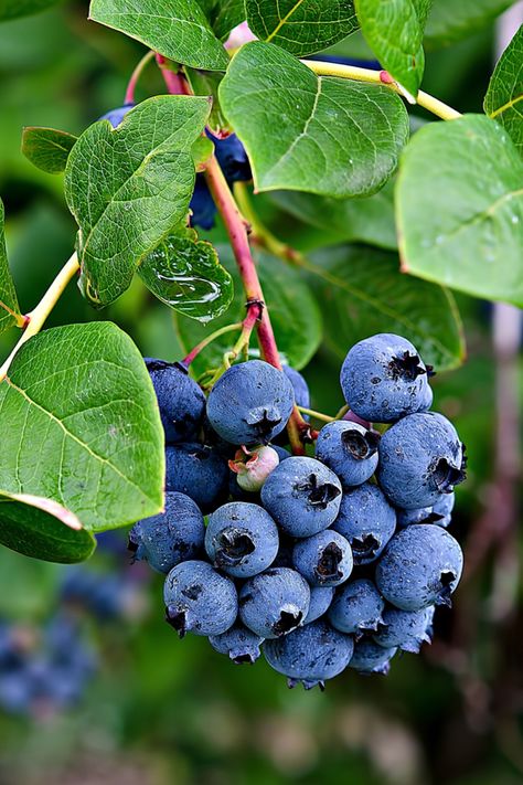 Blueberry Shrub, Blueberry Healthy, Fruit And Veg Market, Blueberry Bush, Homemade Blueberry Muffins, Highbush Blueberry, Growing Blueberries, Blueberry Plant, Acid Loving Plants