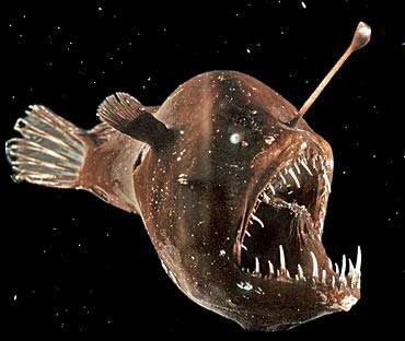 The World's Ugliest Animals | Animal Pictures and Facts | FactZoo.com Humpback Anglerfish, Ugly Photos, Ugly Animals, Duck Wallpaper, Terracotta Warriors, Breathtaking Photography, Karakter Disney, Deep Sea Creatures, Angler Fish