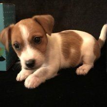 Russel Terrier Puppy, Chien Jack Russel, Dogs German Shepherd, Jack Terrier, Jack Russell Terrier Puppies, Jack Russell Puppies, Russel Terrier, Jack Russell Dogs, Jack Russells