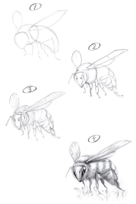 How to draw a bee with a pencil step-by-step tutorial. Bee Pictures Art, Draw A Bee, Honey Bee Drawing, Bee Sketch, Bugs Drawing, Beginner Drawing Lessons, Dragonfly Drawing, Bee Drawing, Pencil Drawings For Beginners