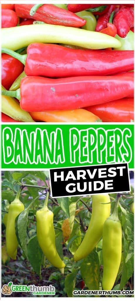 Banana Peppers can be tricky. Sometimes you never know when to harvest banana peppers. We give you the best harvesting tips to ensure you pick the peppers at the right time. When To Harvest Peppers, Growing Banana Peppers, Harvesting Vegetables, Recipes With Banana Peppers, Hot Banana Peppers, Vegetables Growing, Fruit Container, Modern Homestead, Pepper Recipes