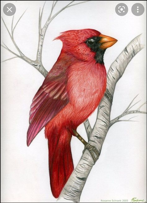 Cardinal Drawing, Cardinal Birds Art, Branch Drawing, Cardinal Painting, Bird Sketch, Northern Cardinal, Red Bird, Cardinal Birds, Red Cardinal