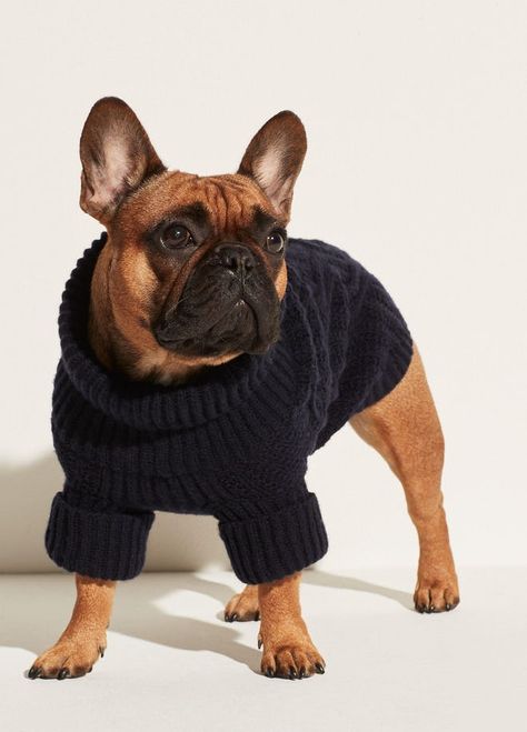 Baby Clothes Sale, Bulldog Francese, Knit Dog Sweater, Dog Sweaters, Dog Sweater, Dog Accessories, Pet Clothes, Dog Clothes, Puppy Love