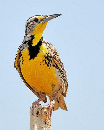 The Western Meadowlark is the state bird for Kansas, Montana, Nebraska, North Dakota, Oregon, and Wyoming. Montana State Bird, Meadow Lark Birds, Meadowlark Tattoo, Kansas State Bird, Meadowlark Bird, Meadow Lark, Western Meadowlark, Wyoming Map, Bird Identification