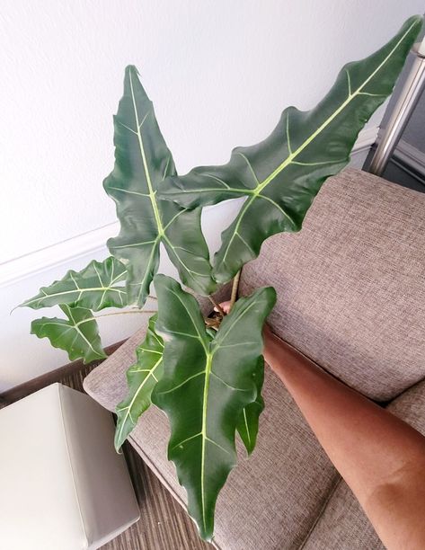 Alocasia Sarian! Alocasia Sarian, House Plants, Plant Leaves, Plants, Nature