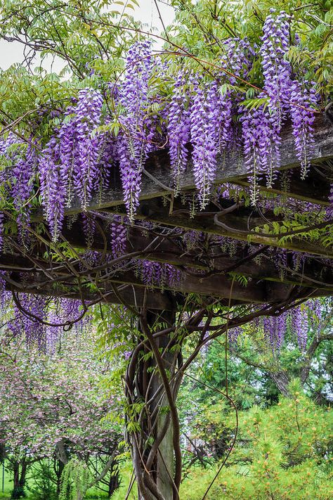 20 Best Climbing Plants For Pergolas And Arbors - 166