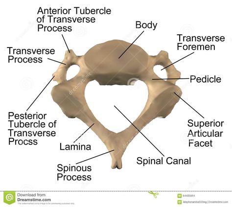 The Anatomy Of The Cervical Spine C4 Stock Illustration - Illustration of neck, isolated: 64435864 Cervical Spine Anatomy, Illustration Anatomy, Spine Anatomy, Radiology Student, Thoracic Vertebrae, Anatomy Images, Lumbar Pain, Anatomy Bones, Cervical Vertebrae