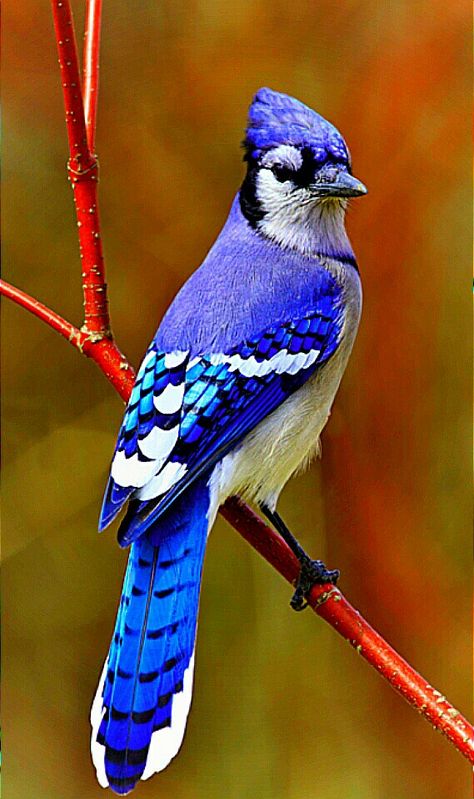 The Blue Jay COMMON NAME: BlueJay SCIENTIFIC NAME: Cyanocittacristata TYPE: Birds DIET: Omnivores GROUP NAME: Flock SIZE: 10 to 12 in; wingspan, 13 to 17 in WEIGHT: 2.5 to 3.5 oz Regard Animal, Regnul Animal, Blue Jay Bird, Scientific Name, Jay Bird, Most Beautiful Birds, Nature Birds, Backyard Birds, Bird Pictures