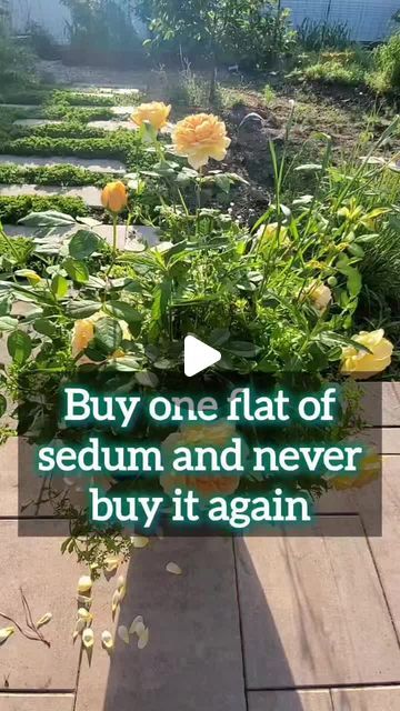 Home Grown Fun on Instagram: "Buy one flat of sedum and never buy it again! 
.
.
.
#landscape #landscapedesign #garden" Sedum Garden, Home Grown, Enchanted Garden, Garden Stuff, Flowers Garden, Landscaping With Rocks, Garden Yard, Lawn And Garden, Outdoor Rooms