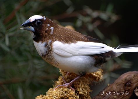 Dinner Time for a Society Finch - Vancouver, British Colum… | Flickr Society Finch, Bloedel Conservatory, Domestic Birds, Finches, Vancouver British Columbia, Olympus Digital Camera, Animal Friends, Dinner Time, Animals Friends