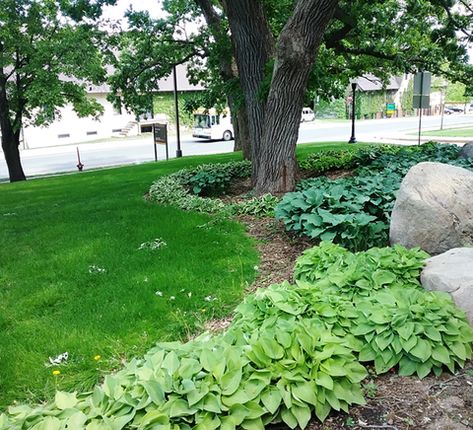 Three kinds of hosta under oak trees. Photo: Kristine Moncada Under Oak Tree, Perennials For Shade, Hosta Care, Trees Photo, Organic Mulch, Leaf Texture, Oak Trees, Spring Bulbs, Soil Improvement