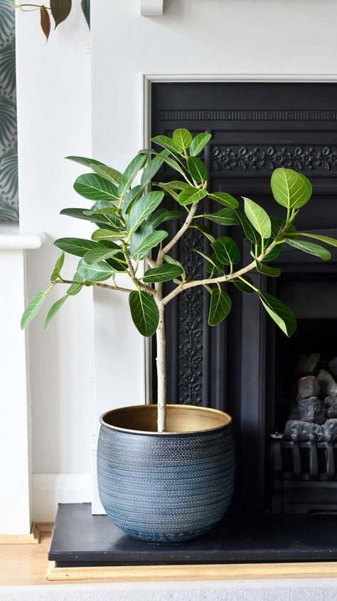 Ficus Benghalensis, Rainforest Habitat, Easy Care Houseplants, Indoor Tree, Yellow Plants, House Plant Pots, Indoor Trees, Air Purifying Plants, Succulents Indoor