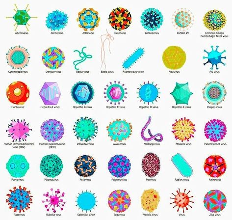 BiotechVerse on Instagram: “Just Wanted To Share Something Viral 🦠🦠🤓 Few types of viruses! . . . . ========================================== Like, comment, share &…” Infectious Diseases Art, Bacteria Infographic, Virology Aesthetics, Virology Microbiology, Virus Illustration, Medical Student Study, Biology Art, Medical Laboratory Science, Infectious Diseases