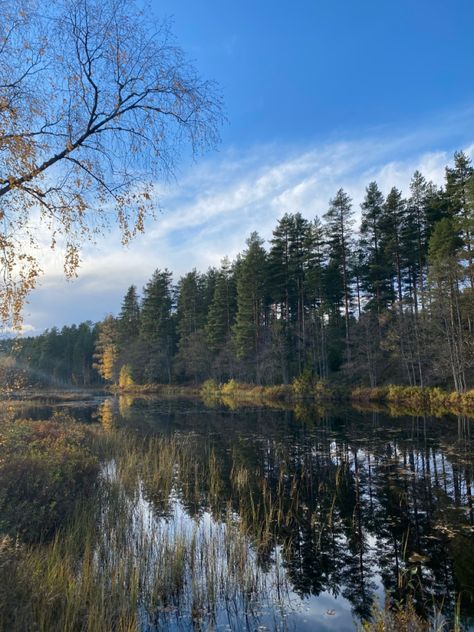 Explore Norway outdoor nature lake view forest walks travel experience scandinavia Norway Forest, Norway Landscape, Norway Nature, Incredible Nature, Pretty Nature, Norwegian Forest, Somebody To Love, Ancient Forest, Beautiful Life