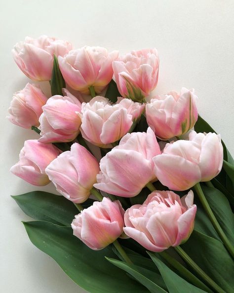 Tulip Peony, Peony Tulips, Engagement Flowers, Double Tulips, Tulip Magnolia, Pink Perennials, Blush Peonies, Shade Perennials, Pink Plant