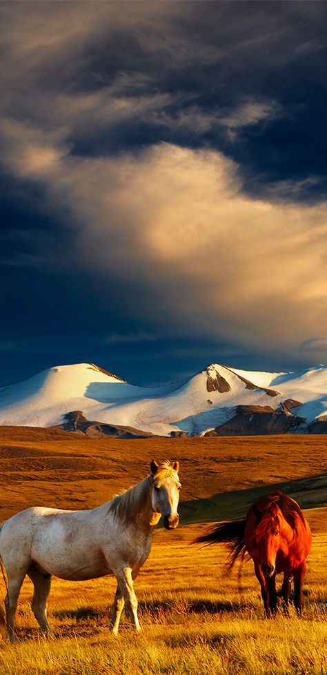 Open Field, Wild Horses, Mongolia, Beautiful Horses, 귀여운 동물, Tibet, Beautiful Creatures, Beautiful World, Wonders Of The World