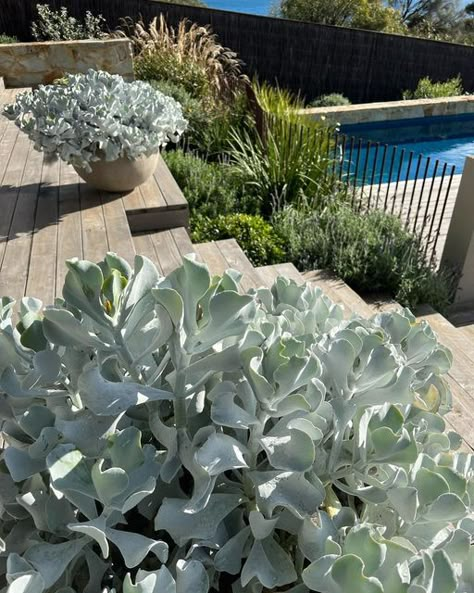 Fiona Brockhoff on Instagram: "Cotyledon orbiculata ’Silver Waves’ swelling beyond their pots with winter’s moisture. Reminiscent of a giant coral this plant lends itself to growing in a seaside environment with ease. Otherwise a mix of indigenous coastal species combined with Mediterranean Phlomis, Rosmarinus, Lavandula plus Euphorbia, Miscanthus, Dietes, Pittosporum for year round textural interest. The sunlight is low and moody reflecting off the waves and ripples of Port Philip" Fiona Brockhoff, Coral Plant, Cotyledon Orbiculata, Silver Plant, Drought Tolerant Garden, Melbourne House, Outdoor Balcony, Mediterranean Garden, Native Garden