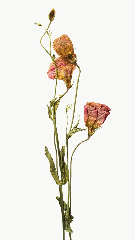 Flowers In Books Aesthetic, Dried Flowers In Books, Flowers In Books, Books Aesthetic Vintage, Wilted Flowers, Dried Petals, Flowers Png, Dry Flower, Books Aesthetic