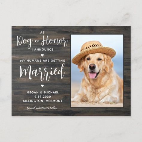 My Humans Are Getting Married Rustic Dog Wedding Announcement Postcard #zazzle #weddinginvitations #birthdayinvitations #babyshowerinvitations #zazzleinvitations #monogram #businesscards #graduation #homedecor My Humans Are Getting Married, Dog Wedding Bandana, Funny Save The Dates, Wedding Invitation Website, Rustic Wedding Save The Dates, Postcard Wedding Invitation, Rustic Save The Dates, Wedding Announcement, Wedding Info