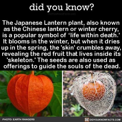 Chinese Lantern Plant, Lantern Plant, Chinese Lanterns Plant, Japanese Lantern, Japanese Lanterns, Chinese Lantern, Winter Plants, Did You Know Facts, Life Symbol