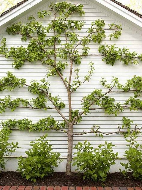 Espadrille on side of the house Backyard Wall, Espalier Fruit Trees, Vine Trellis, Stone Fence, Garden Vines, Gardening Trends, Ideas Backyard, The Secret Garden, Creative Gardening