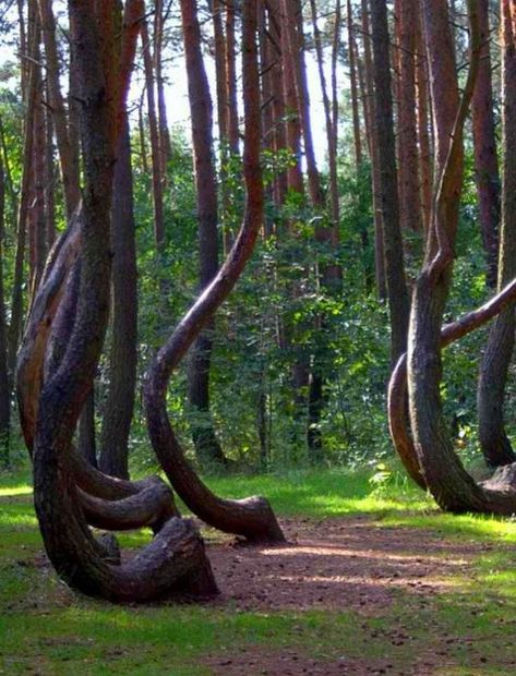 Crooked Forest, Ancient Forest, Unique Trees, Poland, Trees, Forest