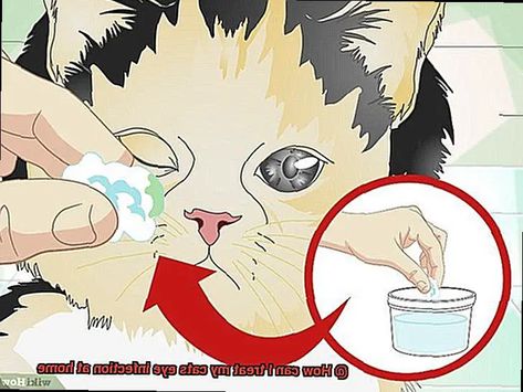 How can I treat my cats eye infection at home? - 21Cats.org Kitten Eye Infection, Coconut Oil For Cats, Cat Eye Problems, Goopy Eyes, Treating Pink Eye, Cat Eye Infection, Cat Remedies, Kitty Treats, Cat Medicine