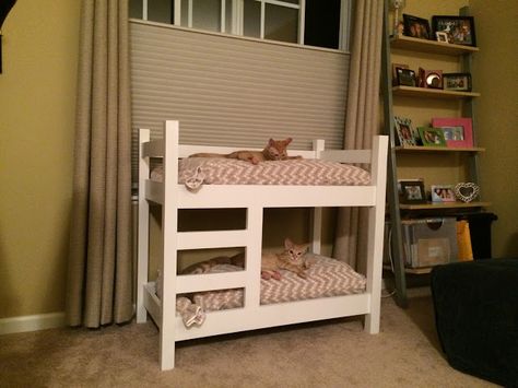 Cat Bunk Beds, Funny Kittens, Pet Kitten, Two Cats, Kittens Funny, Cat Diy, Bunk Bed, Pet Stuff, Cat Furniture