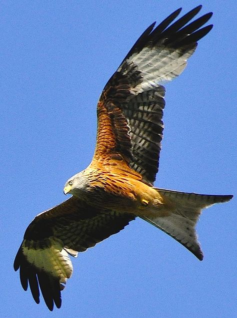 Red Kite in Flight - to see Red Kites around Harewood - let me guide you www.realyorkshiretours.co.uk Red Kite Bird, Redtailed Hawk, Kite Tattoo, Red Tailed Hawk Painting, Kestrel Bird Uk, Red Tailed Hawk Photography, Vogel Tattoo, Red Kite, British Wildlife