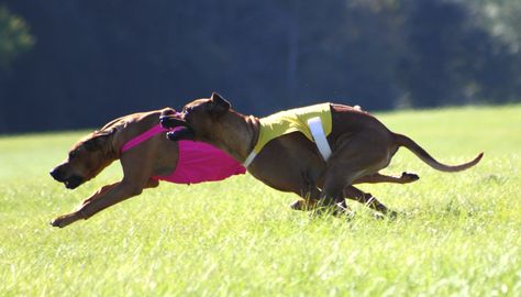 Dog Events, Ridgeback Dog, Lure Coursing, Rhodesian Ridgeback Dog, Dog Sports, Rhodesian Ridgeback, American Kennel Club, Dog Runs, Sporting Dogs