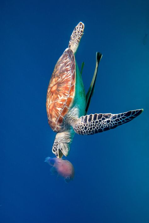 Superb Nature Turtle Eating, Creature Marine, Fauna Marina, Green Sea Turtle, Underwater Creatures, Underwater Life, Amazing Pictures, A Turtle, Amazing Travel