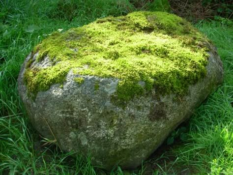 Rock Yard, Landscaping With Boulders, Dug Up, Moss Garden, Landscaping With Rocks, Modern Landscaping, Shade Garden, Rock Garden, Outdoor Projects