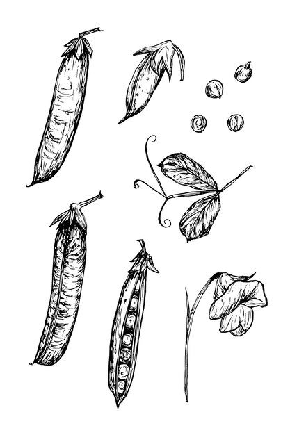 Botanical sketch of green pea pods and l... | Premium Vector #Freepik #vector #sketch #green-peas #peas #pen-drawing Peas Drawings, Pea Pods, Vector Sketch, Green Peas, Pen Drawing, Flower Drawing, Peas, Premium Vector, Sleeve Tattoos