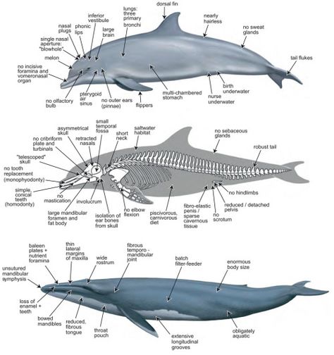 Whale Anatomy, Skeleton Diagram, Anatomy Skeleton, Dolphin Facts, Scientific Drawing, Skeleton Anatomy, Vet Medicine, Animal Anatomy, Whale Art