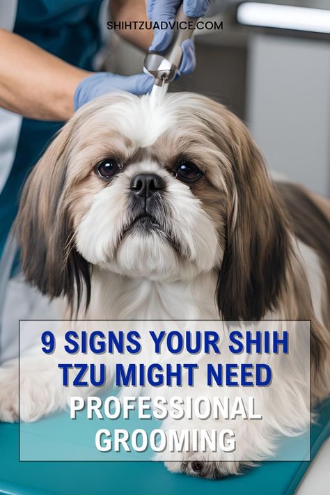 9 Signs Your Shih Tzu Might Need Professional Grooming Grooming Shih Tzu, Dog Grooming Shih Tzu, Shih Tzus, Brushing, Dog Grooming, Shih Tzu, Cute Dogs, At Home, Signs