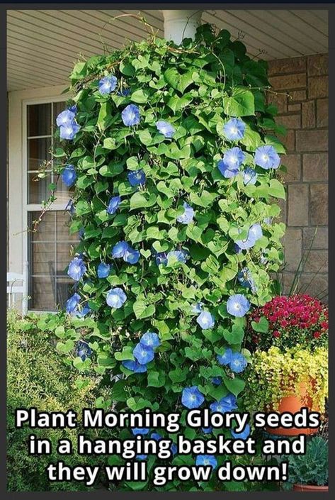 Growing Morning Glories: How To Grow Morning Glory Flowers Morning Glory Seeds, Rocks Landscaping, Morning Glory Flowers, Blue Morning, Rock Landscaping, Morning Glories, Have Inspiration, The Secret Garden, Garden Yard Ideas