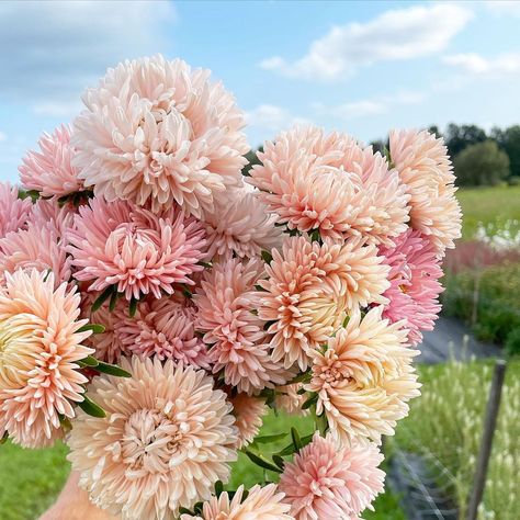 Marlee Rose Imbarrato - FLEUR on Instagram: “‘Lady Coral Chamois’ asters adding a bit of early summer to your feed ✨ I spent the day washing and dividing hundreds of ‘Café au Lait’…” Garden Tool Holder, Bulb Flowers, Farm Gardens, Mulch, Planting Seeds, Lawn Garden, Types Of Flowers, Garden Seeds, Lawn Care