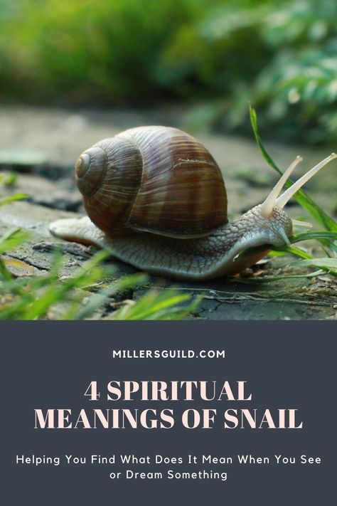 4 Spiritual Meanings of Snail Snail Quote, Animals Symbolism, Snail Wallpaper, Cute Short Quotes, Spirit Animal Meaning, Animal Meanings, Spiritual Animal, Animal Spirit Guides, Healing Spirituality