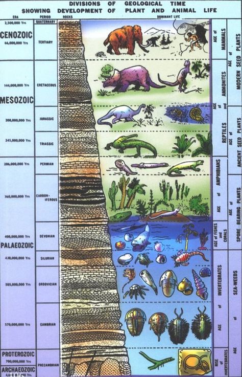 History Projects Ideas, Geologic Time Scale, History Of Earth, Long Division, Earth And Space Science, First Period, Middle School Teachers, History Projects, Science Facts