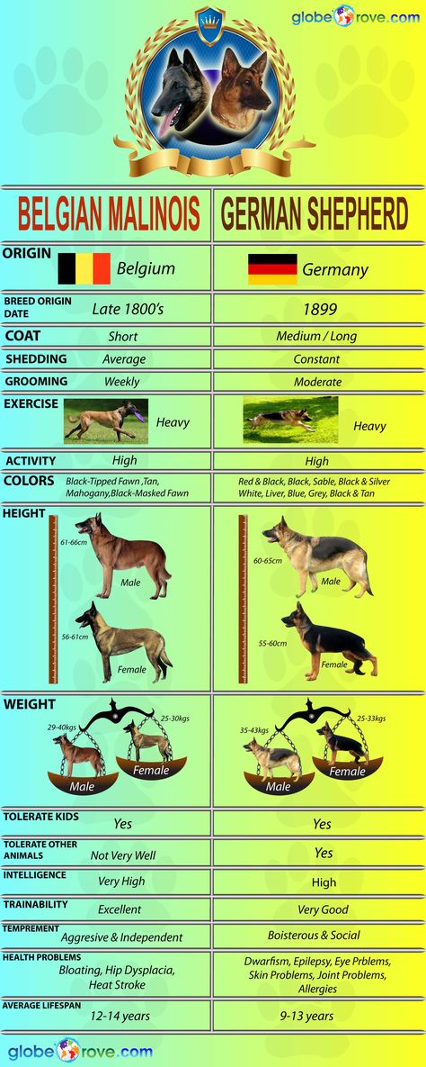 German Shepherd Vs Belgian Malinois | Globerove German Shepherd Protection, Malinois Shepherd, Belgium Malinois, German Shepherd Training, Belgian Malinois Dog, Military Working Dogs, Malinois Dog, Black German Shepherd, Belgian Shepherd